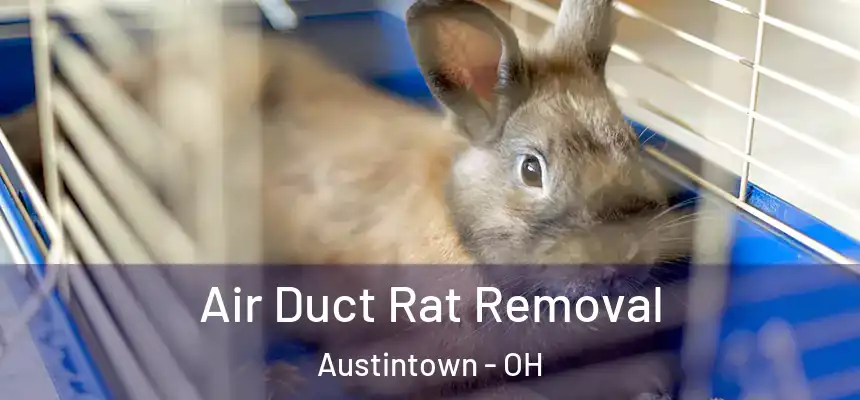  Air Duct Rat Removal Austintown - OH